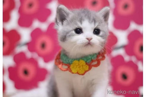 成約済の東京都のスコティッシュフォールド-108538の1枚目